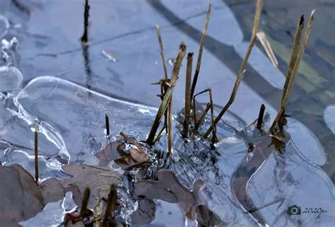 Dun laagje ijs aan de oever